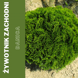 Żywotnik zachodni – Danica